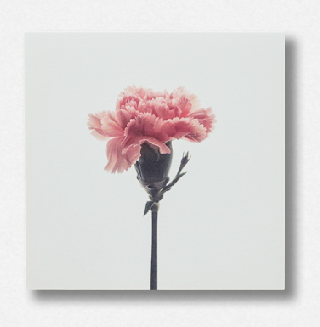 Flower Card I Calnation