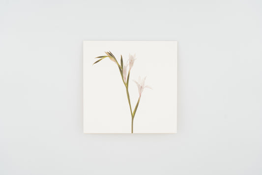 Flower Card I Gladiolus