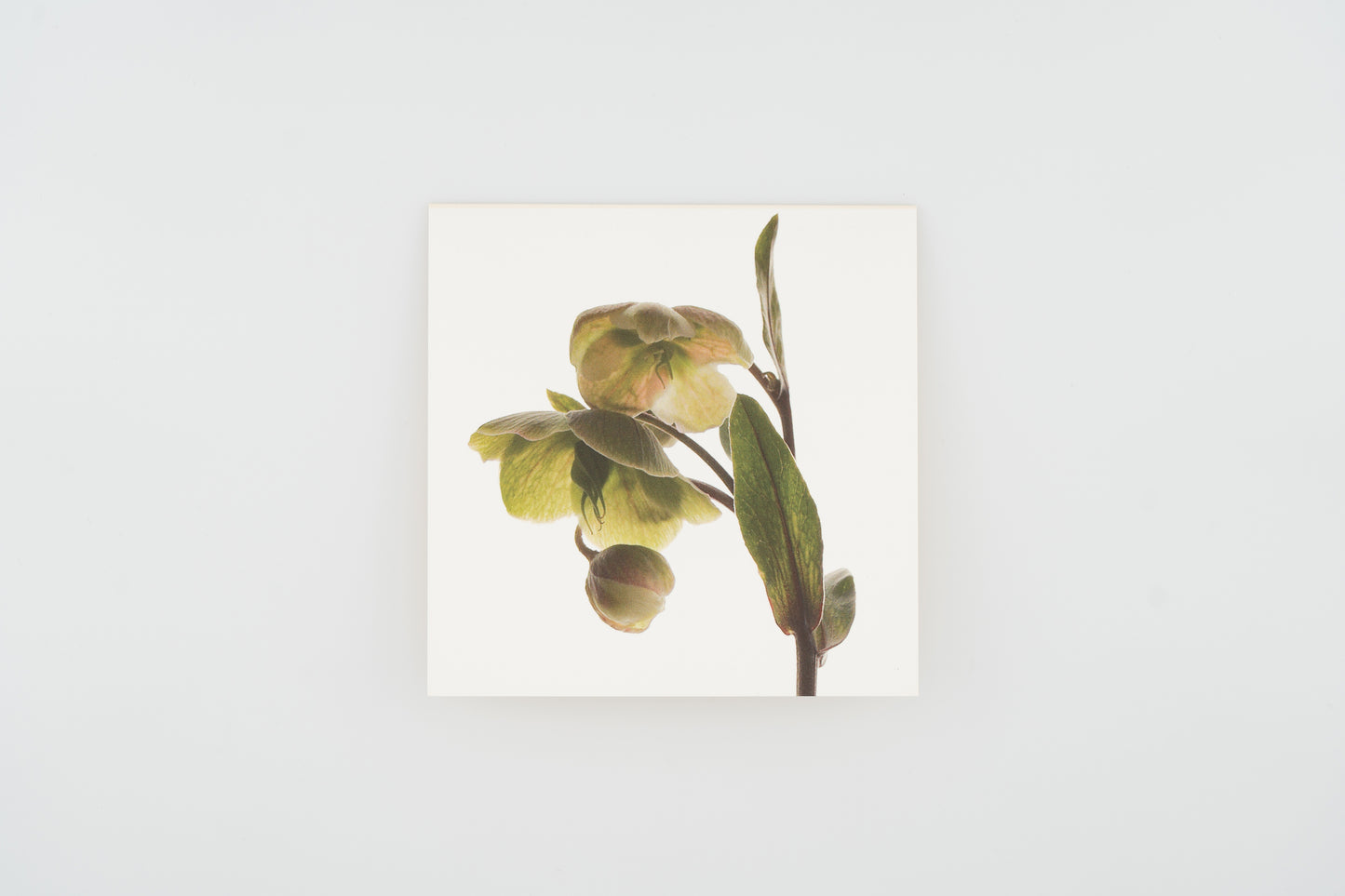 Flower Card I Hellebores