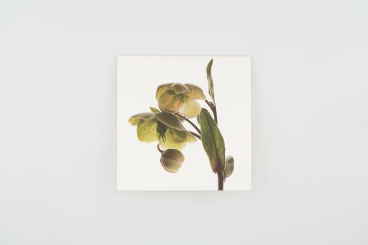 Flower Card I Hellebores