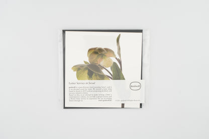 Flower Card I Hellebores