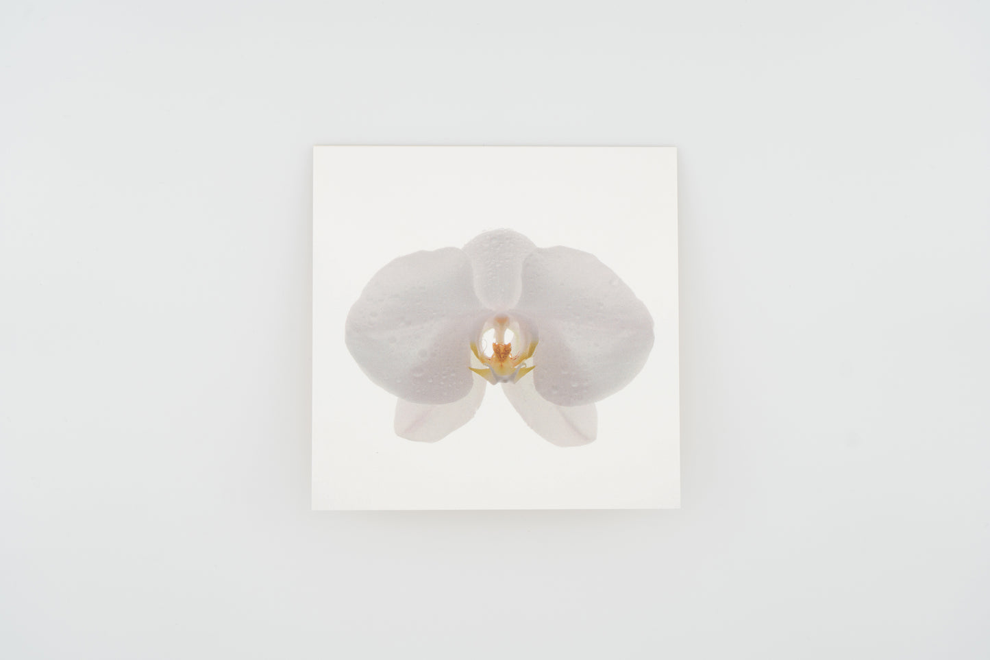 Flower Card I Moth Orchid