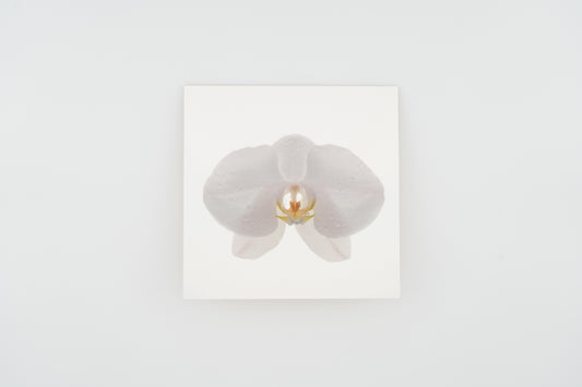 Flower Card I Moth Orchid