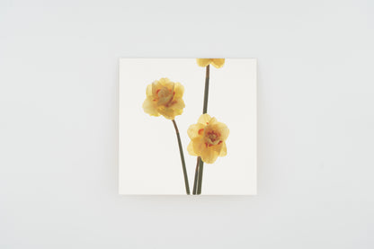 Flower Card I Narcissus